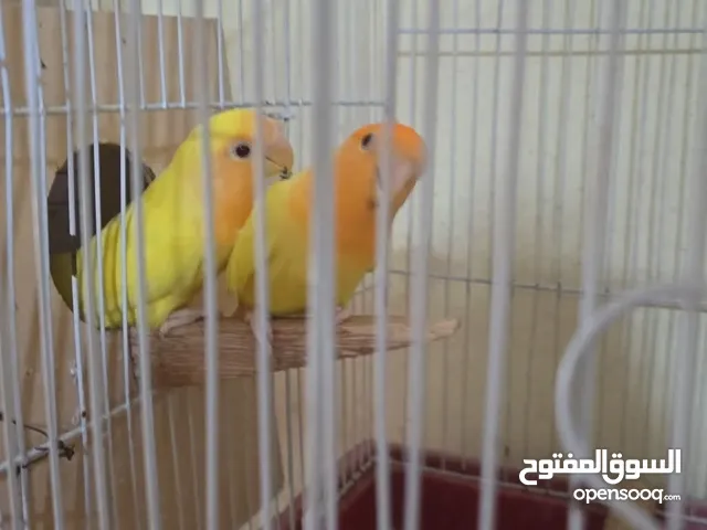 روز اوبلاين اورانج وروز البينو