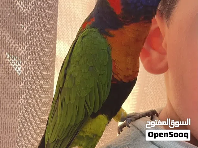 ببغاء لوري جامبو ادفع بحق الله والله يبارك
