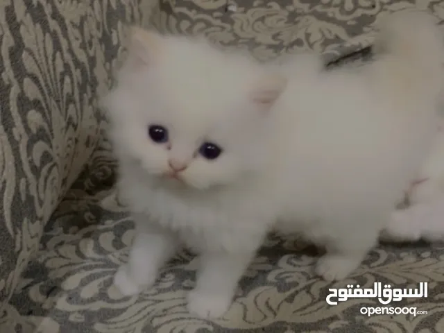 للبيع كتن شيرازي بيور الباندا في جده