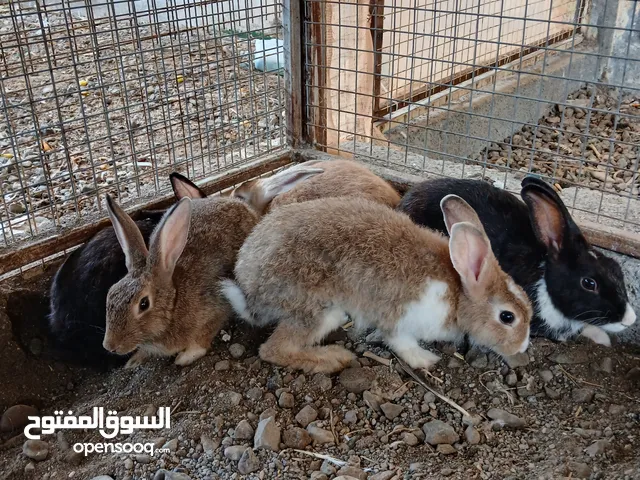 أرانب عمانيات اصل شوف الوصف