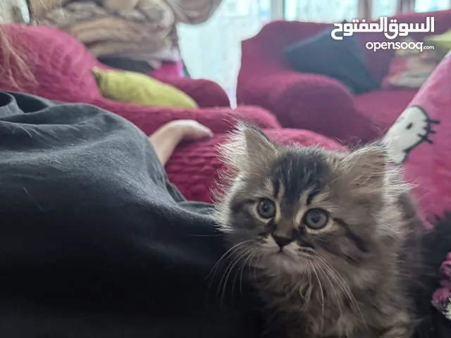 قطط كيوت تربيه منزل عمر شهرين