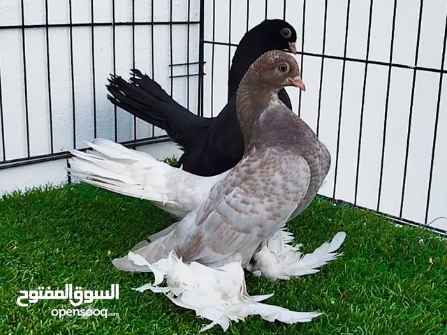 ربي يبارك إنتاج روسي
