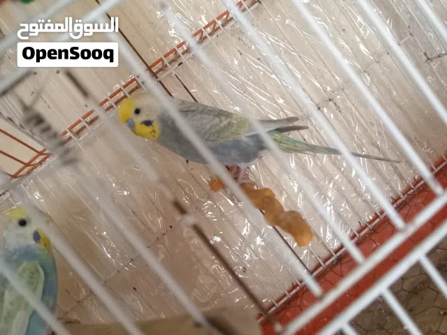 جوزين حب رينبو مستويات حلوة مقفصات اهالي فراخ للبيع او بدل على جوز كوكتيل لاتينو عين حمرا