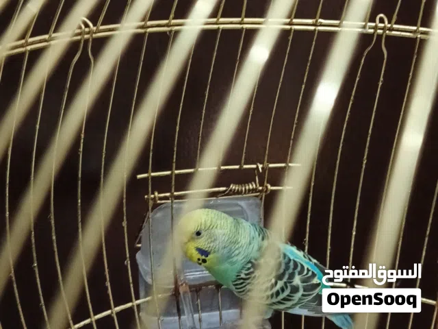 طائر حب انثى مع ملحقاته