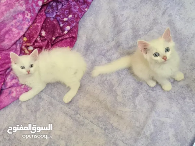 2months old - Pure Persian kittens