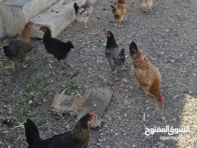 دجاج عمانيات وفرنسيات للبيع