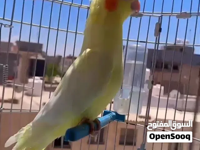 دكر كوكيتل اللهم بارك رقم واحد.