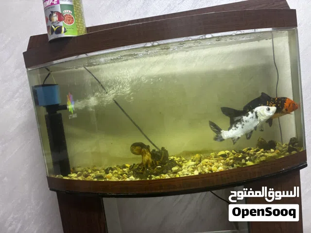 حوض سمك بحالة الجديد للبيع مع عدته فلتر مي و دفاية وسمكتين كبار و نوعين اكل و مجسم اخطبوط