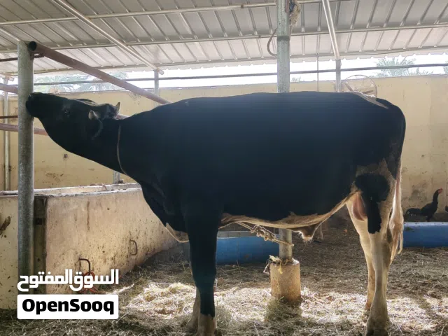 ثور هولندي ضخم باسنان اللبن