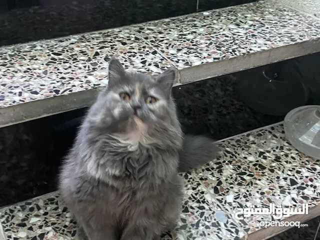 لتبني برتش