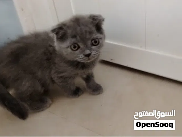 سكوتش فولد تبني برسوم