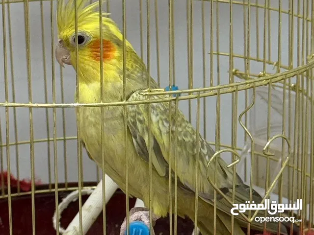 كروان للبيع