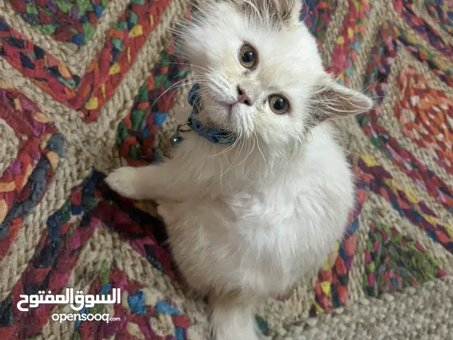 قط ذكر لعوب للبيع نوعو مكس شيرازي و هملايا