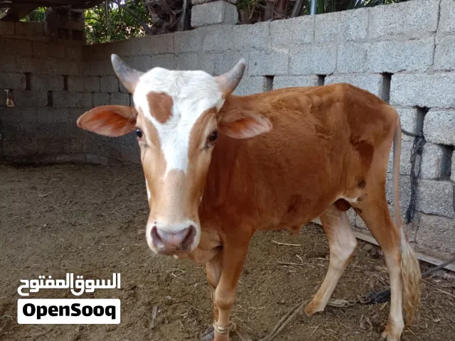 حلال زين ويستاهل النظر ثور عماني بسعر مناسب