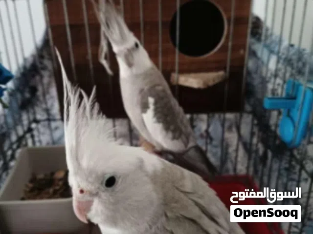 جوز كوكتيل وايت فيس طفره للبيع مع قفص كاسكو