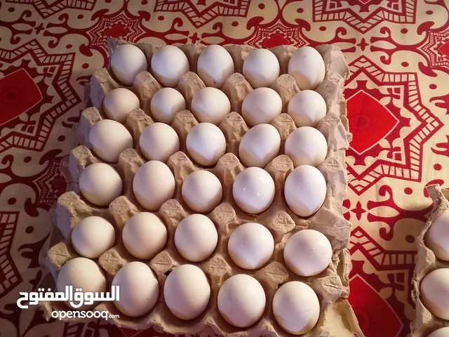 دحي عربي فاخر الجودة