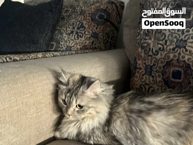 قطه تركيه للبيع