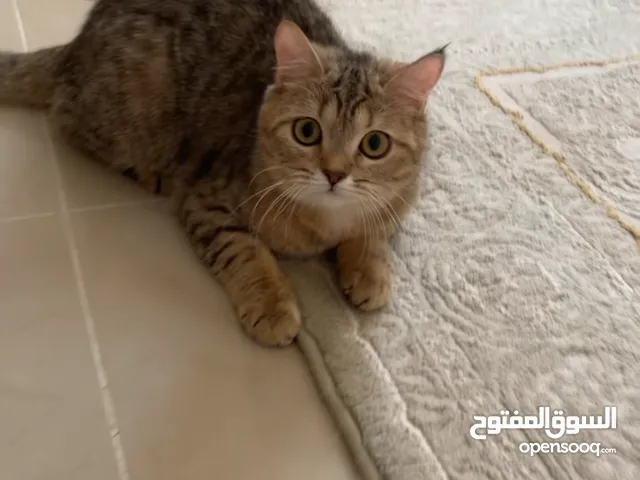 قطة شيرازي