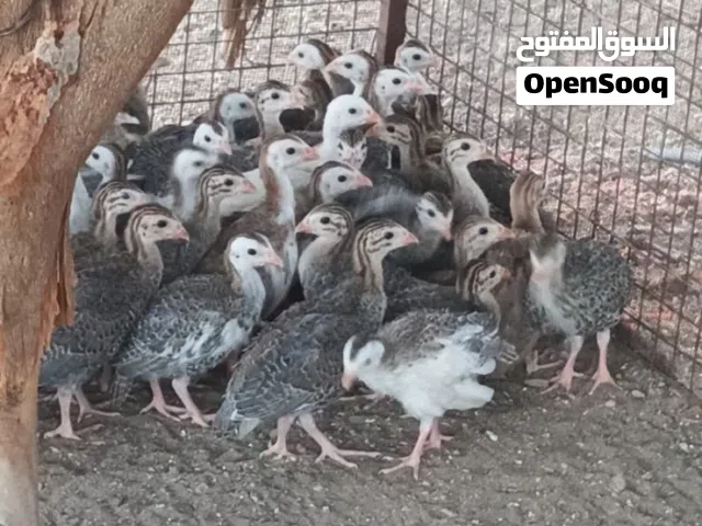 متوفر بصحة ممتازه