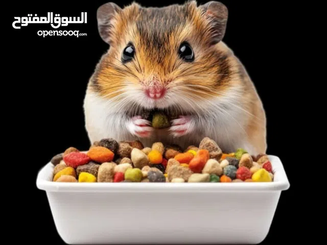هامستر بصراوي للبيع واكو توصيل لكل العراق
