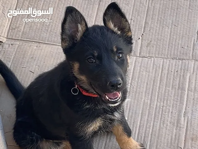 جيرمن شيبرد ورك لاين