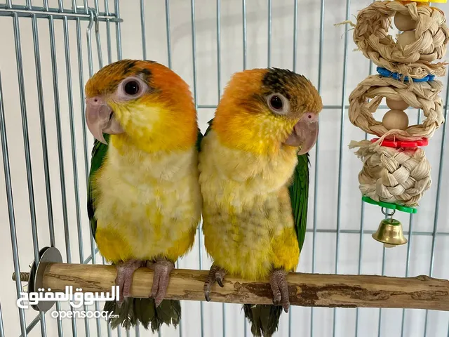 2 White bellied caiques