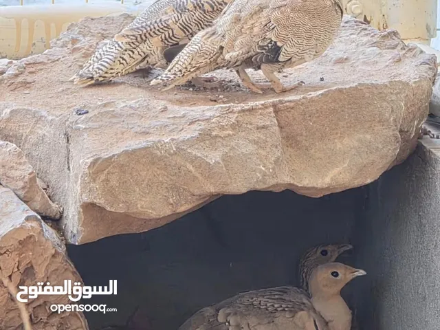 للبيع او البدل بما يناسب قطا زوج ضحوي وزوج عشوي