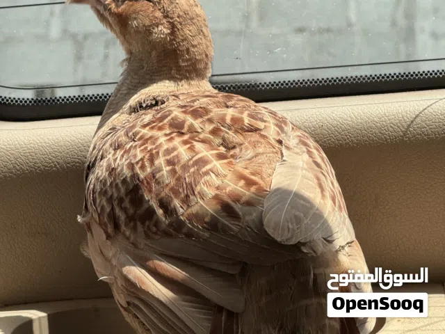 اللبيع صفارة