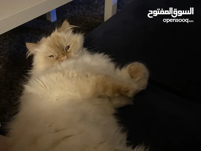 قططتين للتبني مع بعض two cats for adoption together