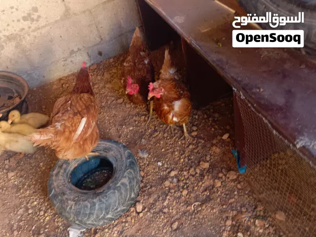 6 جاجات للبيع
