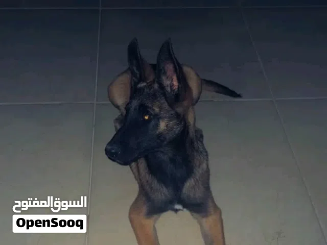 أنثى مالينوا كلاسيكيه حاجه ربي يبارك
