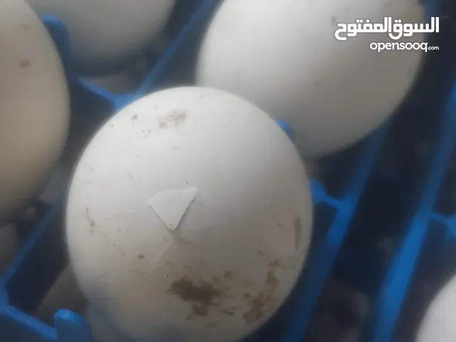 صيصان بلدي عمر من 4 ل 6 ايام العدد من 150 ل 170 تقريبا