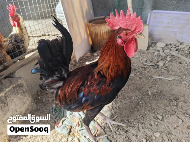 سيت كويتيات اول مبياض الهن