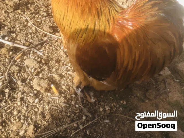 فروج استرالي تكركيبة وتشخشيرا الله يبارك للبيع او تبديل