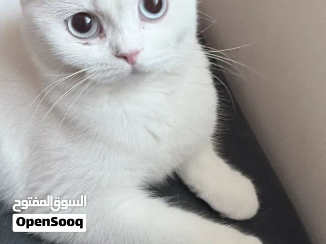 Scottish fold Shorthair Kitten for Sale – Muscat Silver Chinchilla · Golden-Green Eyes