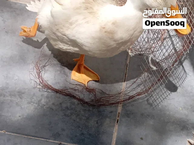 بط جوز ذكر و أنثى