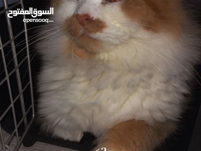 للتبي ذكر شيرازي