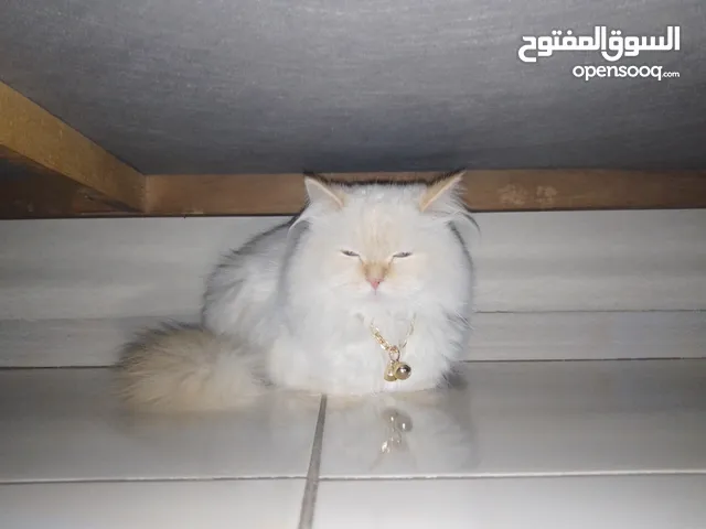 قطه هملاياء