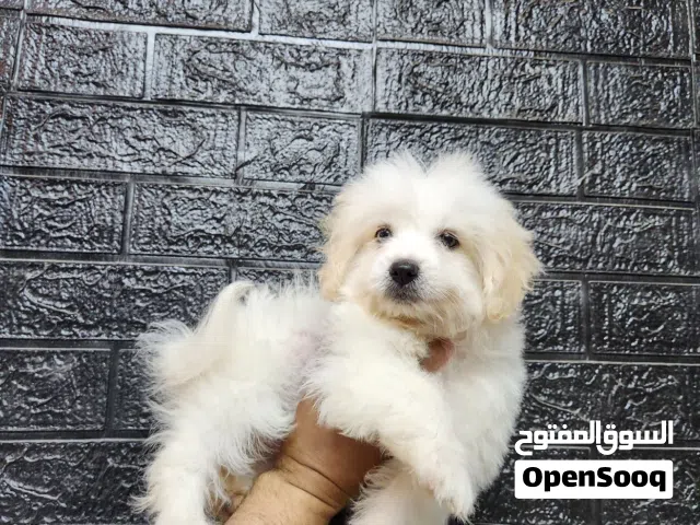 كلب انثى مالتيبو للبيع