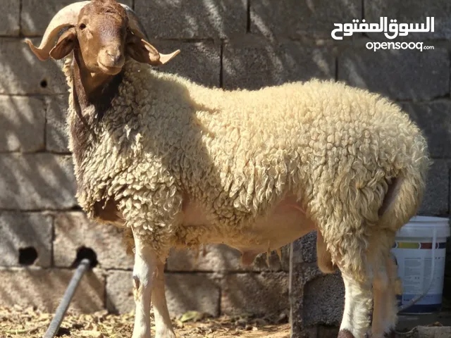 5خرفان وطنيات بضاعه عيد درجه أولي
