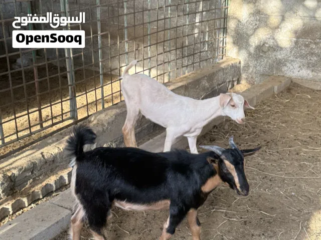تيوس الدار بيور