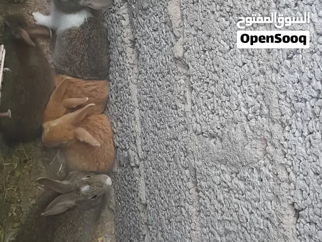 أرانب للبيع
