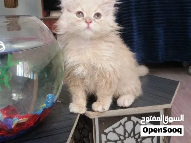 قطط شيرازي وهيمالايا من عمر شهر ونص لـ 4 اشهر ألوان متعددة أليفين ونظيفين والصحة ممتازه