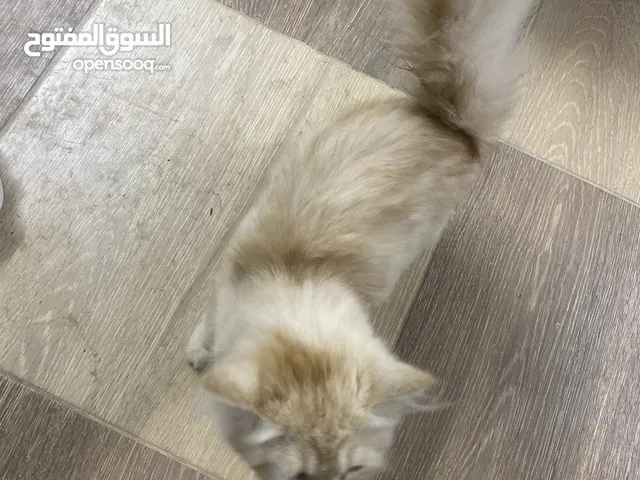 قط شيرازي للبيع