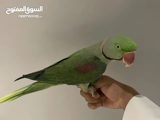 البيع بيبي متوه نيبالي يركب على يد