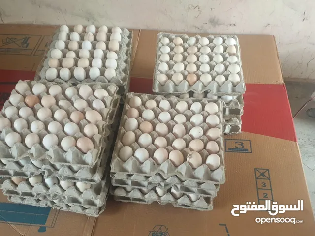 متوفر بيض عماني مخصب