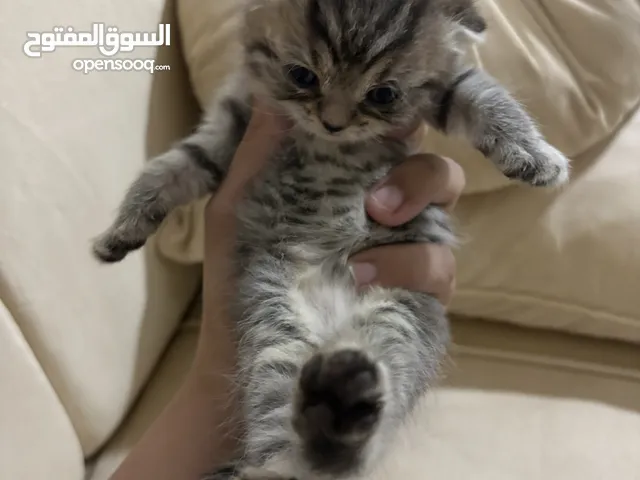 قططط ذكور وإناث