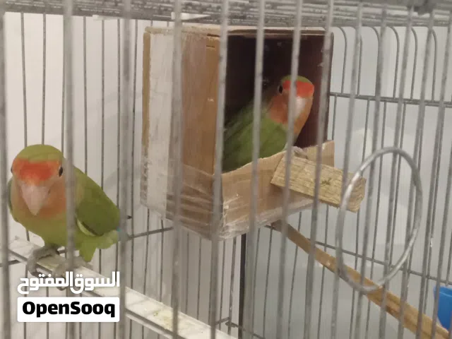 كوبيه بركديلو (روز)كوبيه الله يبارك علي دحي كوبيه لاقوة الا بالله  كوبيه مضمونه %100اقرا الوصف ضروري