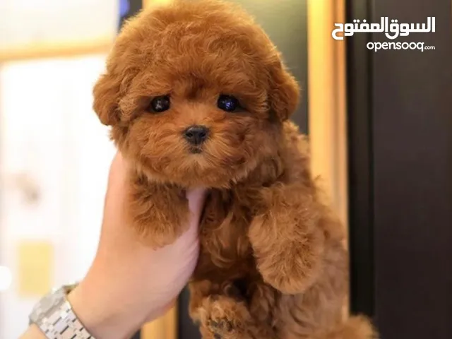 Toy poodle