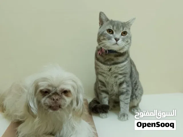 this is British shorthair cat